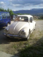 Maggiolino